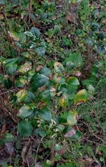 Ligustrum liukiuense