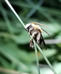 Melissodes bimaculatus