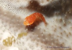 Cochleoceps orientalis