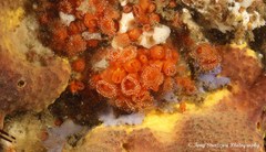 Corynactis australis