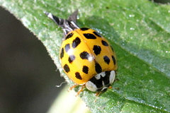 Harmonia axyridis