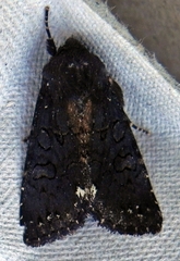 Melanchra assimilis