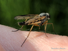 Rhagio vitripennis
