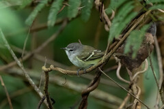 Inezia inornata