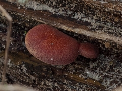Gymnopilus purpuratus