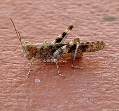 Trimerotropis pseudofasciata