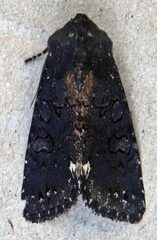 Melanchra assimilis