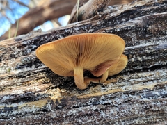Gymnopilus purpuratus