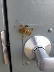 Sympetrum semicinctum