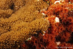 Corynactis australis