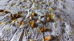Fungi