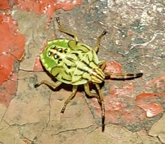 Carpocoris purpureipennis