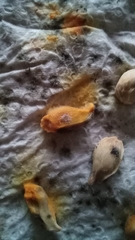 Fungi