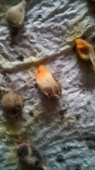 Fungi