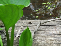 Acantholycosa lignaria