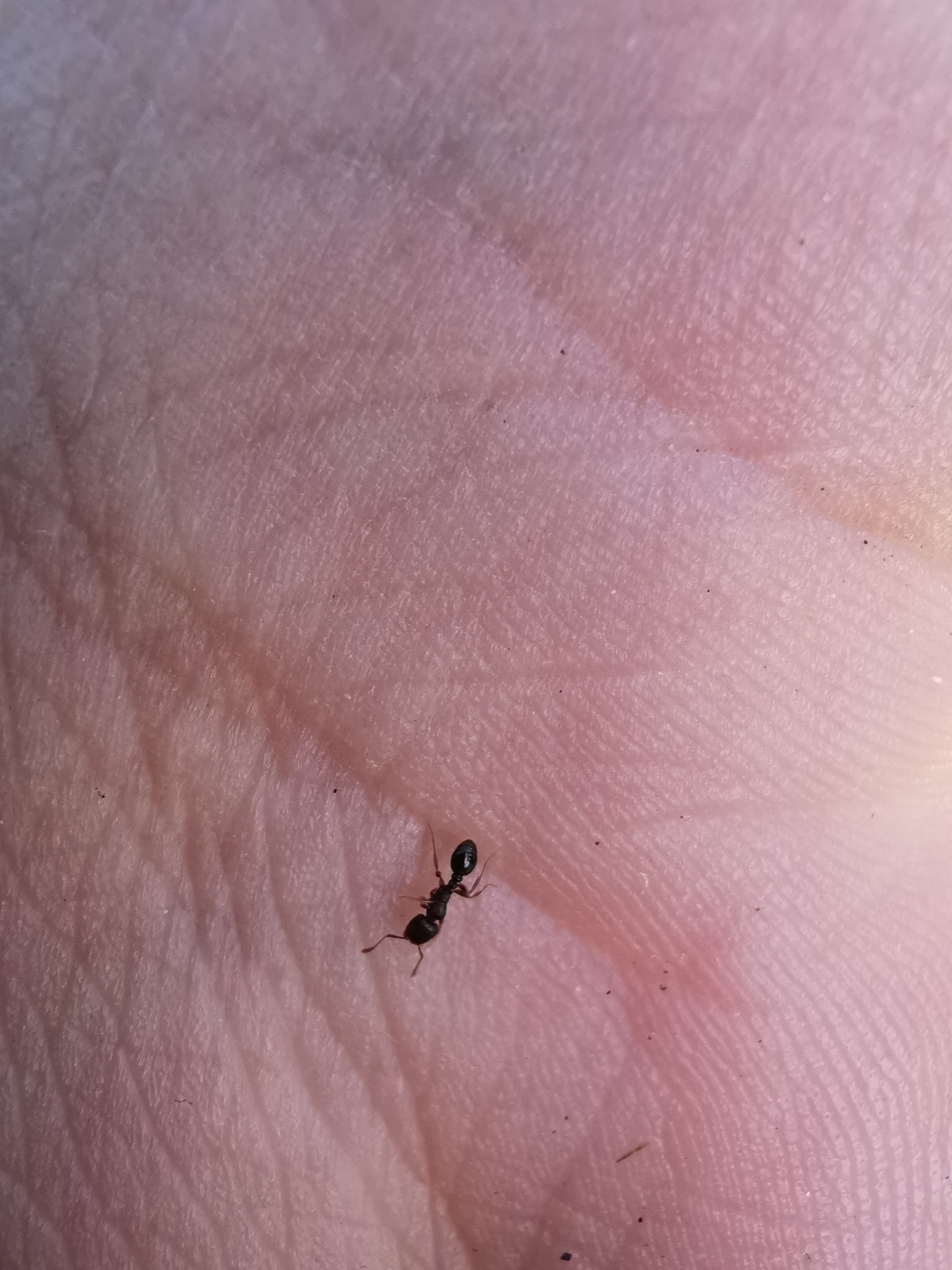 Tetramorium alpestre