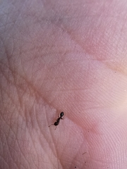 Tetramorium alpestre