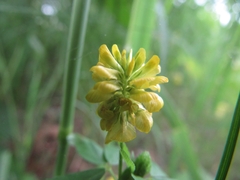 Trifolium aureum