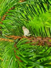 Xanthorhoe montanata