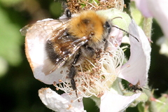 Bombus
