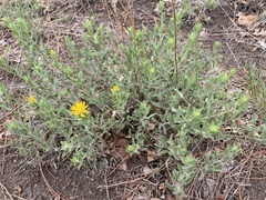 Heterotheca fulcrata