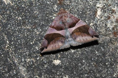 Bastilla arcuata
