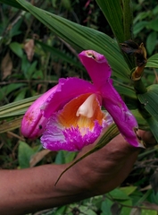 Sobralia dichotoma