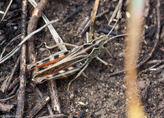 Arcyptera microptera