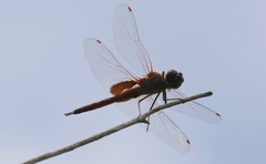 Tramea insularis