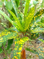 Codiaeum variegatum pictum