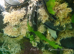Bugulina stolonifera