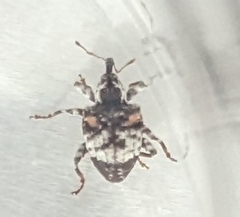 Conotrachelus anaglypticus