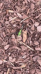 Erythemis simplicicollis