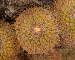 Copiapoa serpentisulcata