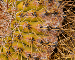 Copiapoa serpentisulcata