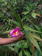 Sobralia dichotoma