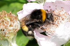 Bombus