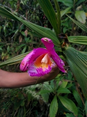 Sobralia dichotoma