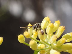 Lasioglossum loetum