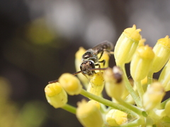 Lasioglossum loetum