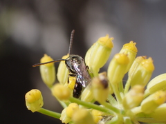 Lasioglossum loetum