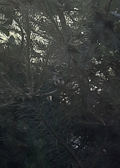 Curruca curruca