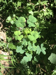 Oxalis grandis