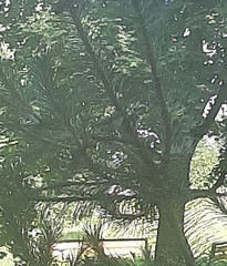 Curruca curruca