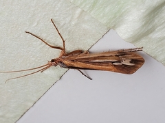Limnephilus ornatus