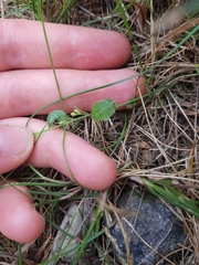 Arabidopsis arenosa