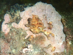 Lissoclinum perforatum