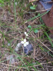 Arabidopsis arenosa