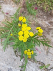 Tanacetum vulgare