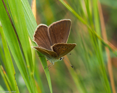 Polyommatus ripartii